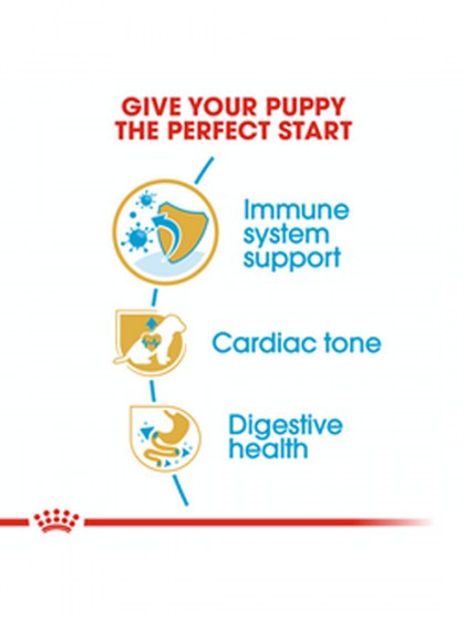 BHN CAVAL KING CHARLES PUPPY 1,5K_web4